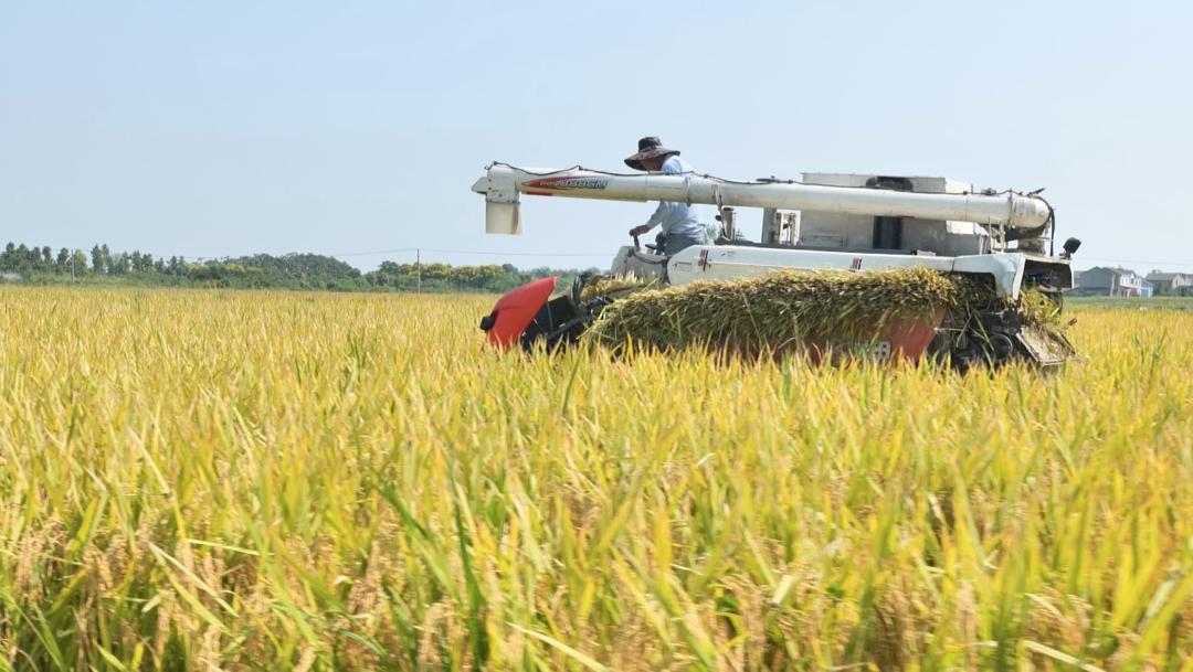 松滋最美的风景,松滋田园景色