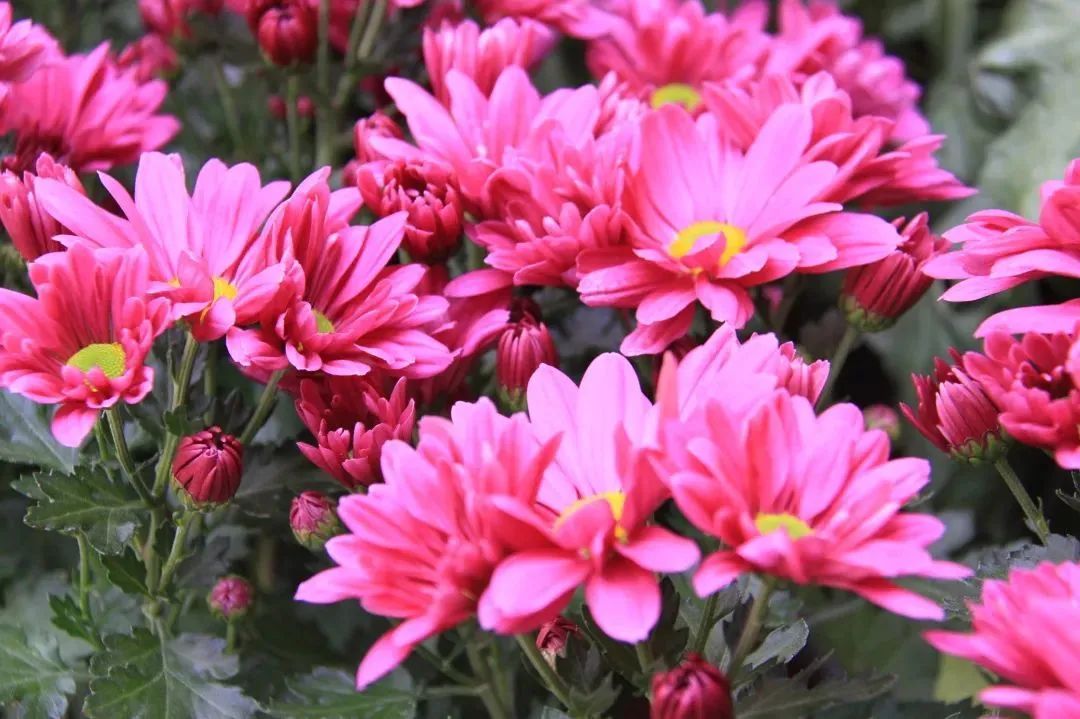 上海菊花展进最佳观赏期,上海菊花展在哪个公园