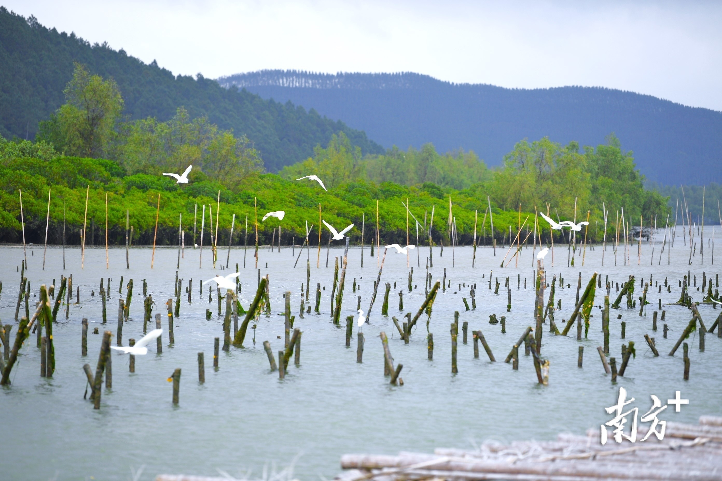 瑙鲁台山,瑙鲁总统将访问中国