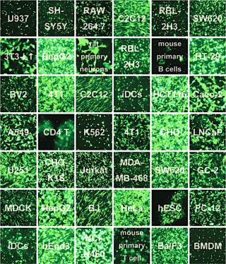 细胞转染动物实验,盟德生物细胞转染