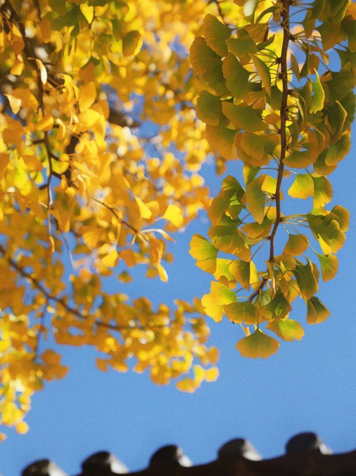 云南银杏熟了,云南银杏落叶