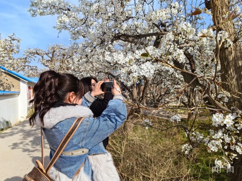 皋兰什川梨花盛开,甘肃皋兰梨花盛开