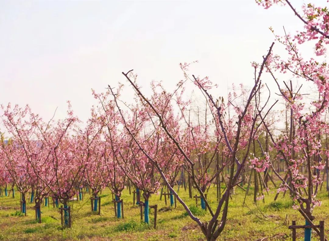 猪油拌饭农村儿时记忆,猪油拌饭是我童年记忆最美的味道