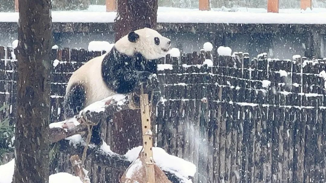 长沙生态动物园天冷,动物园动物保暖
